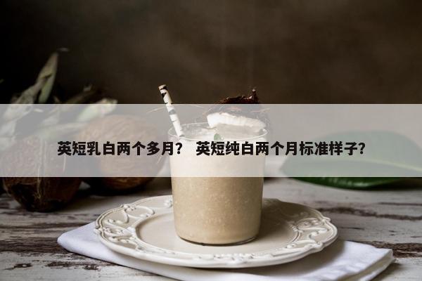 英短乳白两个多月？ 英短纯白两个月标准样子？