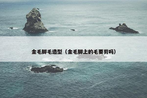金毛脚毛造型（金毛脚上的毛要剪吗）