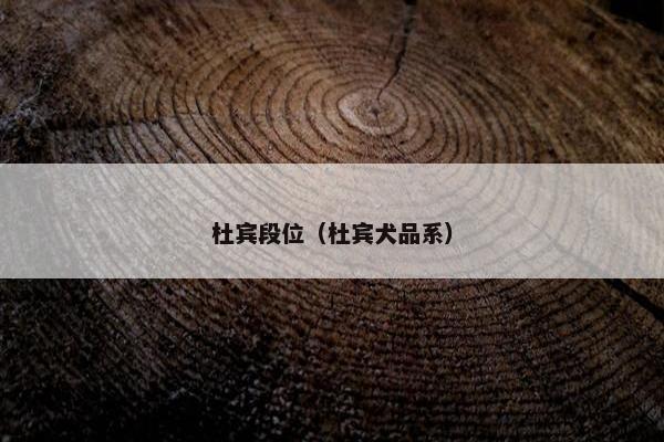 杜宾段位（杜宾犬品系）