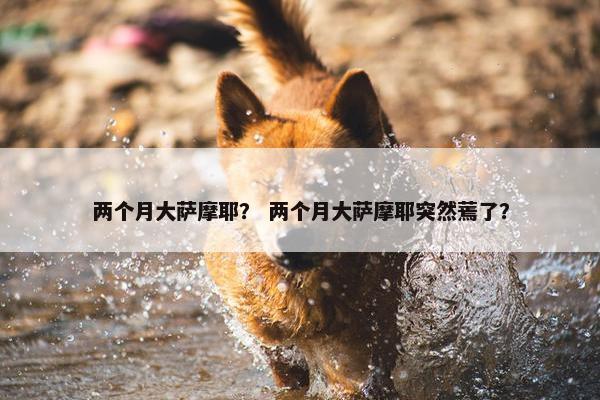 两个月大萨摩耶？ 两个月大萨摩耶突然蔫了？
