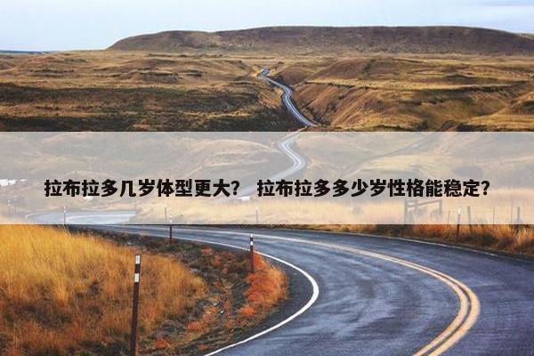 拉布拉多几岁体型更大？ 拉布拉多多少岁性格能稳定？