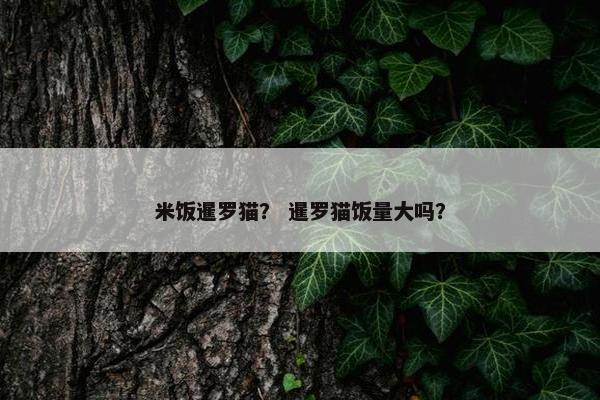 米饭暹罗猫？ 暹罗猫饭量大吗？