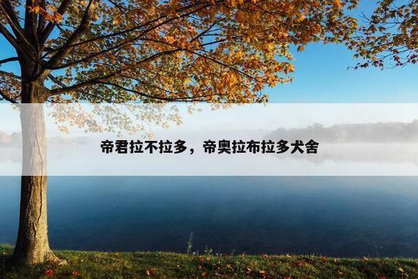 帝君拉不拉多，帝奥拉布拉多犬舍