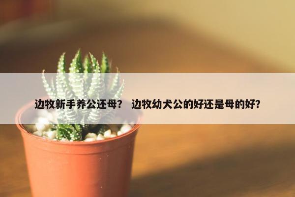 边牧新手养公还母？ 边牧幼犬公的好还是母的好？