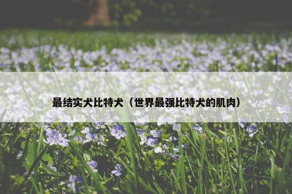 最结实犬比特犬（世界最强比特犬的肌肉）