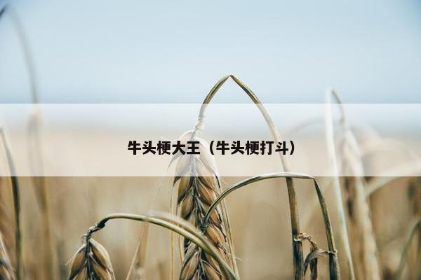 牛头梗大王（牛头梗打斗）