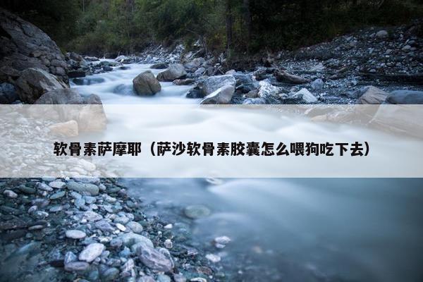 软骨素萨摩耶（萨沙软骨素胶囊怎么喂狗吃下去）
