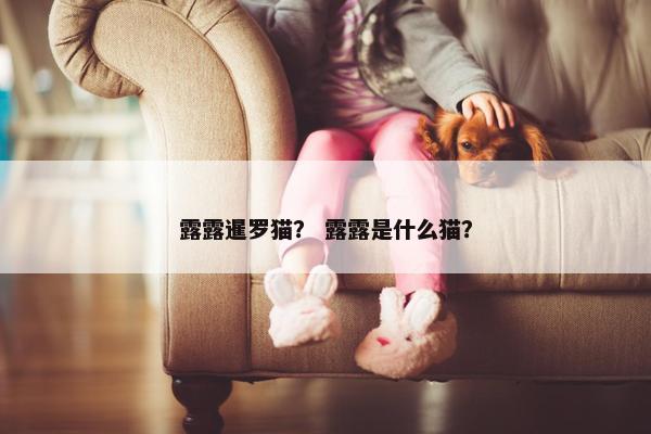 露露暹罗猫？ 露露是什么猫？