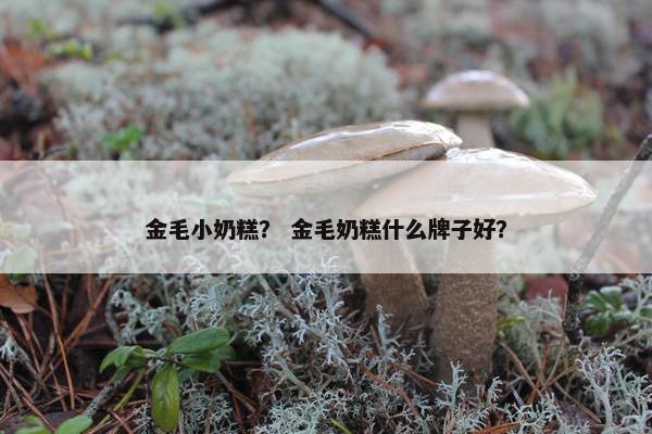 金毛小奶糕？ 金毛奶糕什么牌子好？