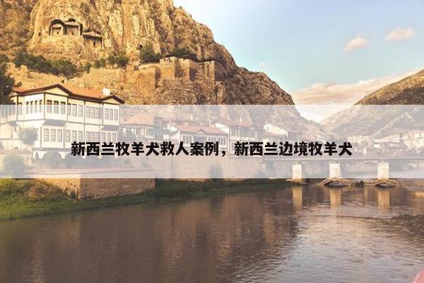 新西兰牧羊犬救人案例，新西兰边境牧羊犬
