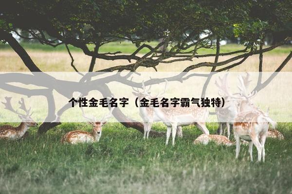 个性金毛名字（金毛名字霸气独特）