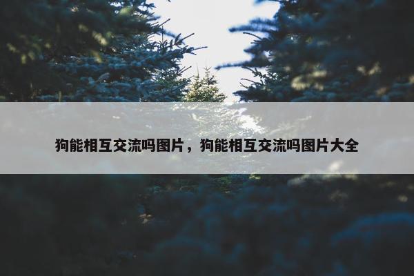 狗能相互交流吗图片，狗能相互交流吗图片大全
