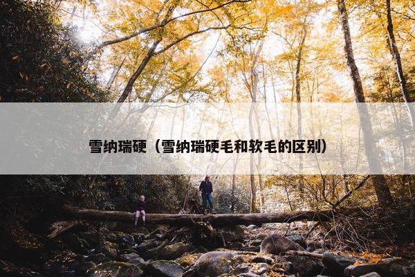 雪纳瑞硬（雪纳瑞硬毛和软毛的区别）