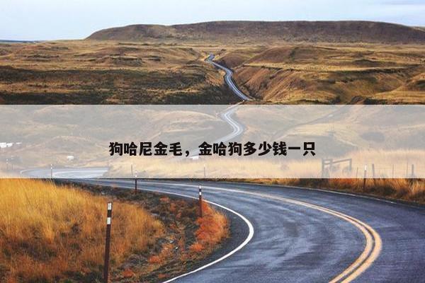 狗哈尼金毛，金哈狗多少钱一只