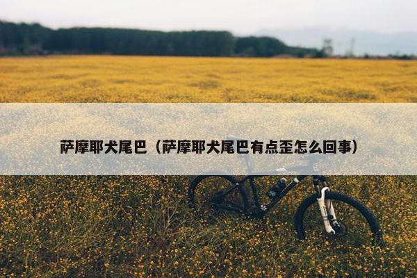 萨摩耶犬尾巴（萨摩耶犬尾巴有点歪怎么回事）