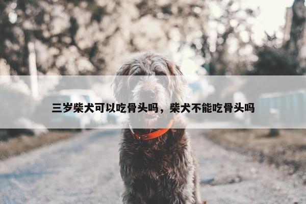 三岁柴犬可以吃骨头吗，柴犬不能吃骨头吗