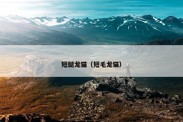 短腿龙猫（短毛龙猫）