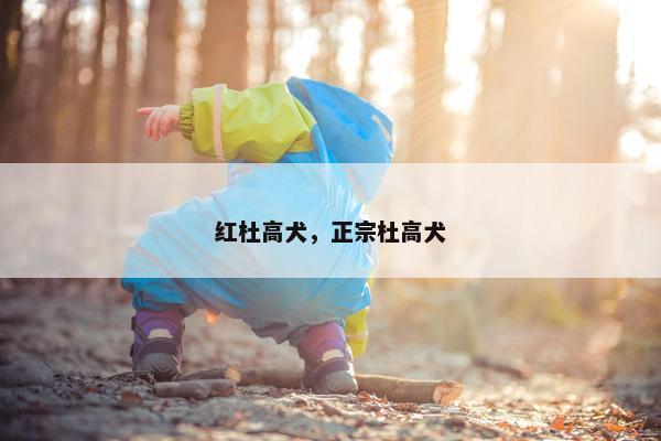 红杜高犬，正宗杜高犬