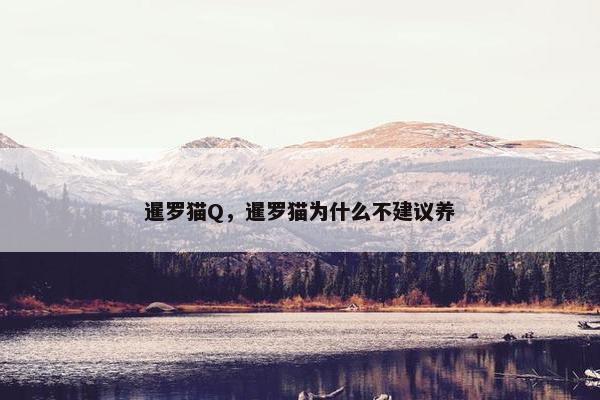 暹罗猫Q，暹罗猫为什么不建议养