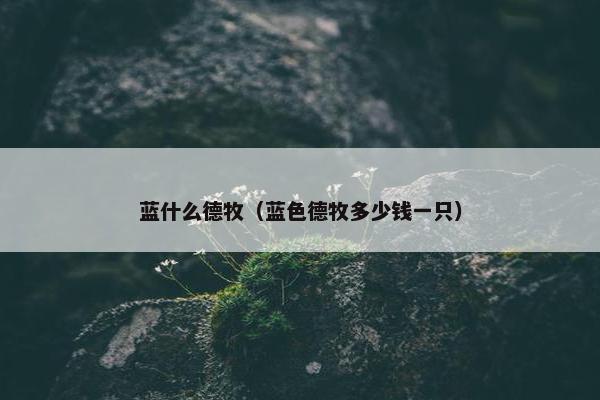 蓝什么德牧（蓝色德牧多少钱一只）