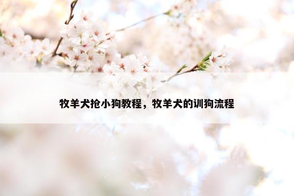 牧羊犬抢小狗教程，牧羊犬的训狗流程