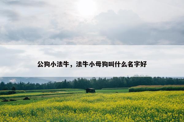 公狗小法牛，法牛小母狗叫什么名字好