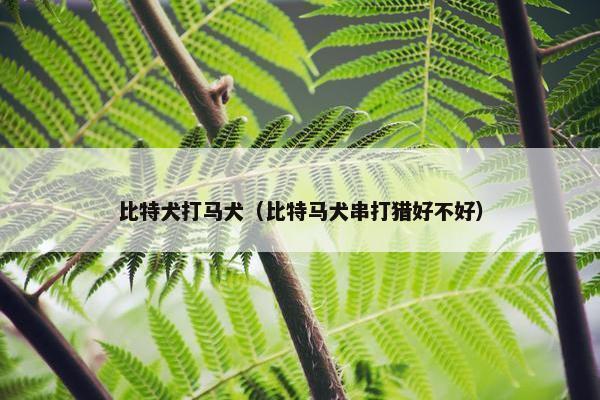 比特犬打马犬（比特马犬串打猎好不好）