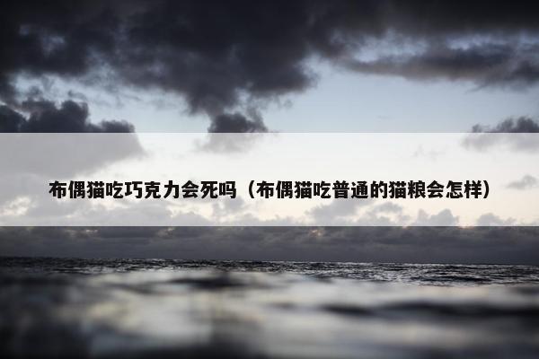布偶猫吃巧克力会死吗（布偶猫吃普通的猫粮会怎样）