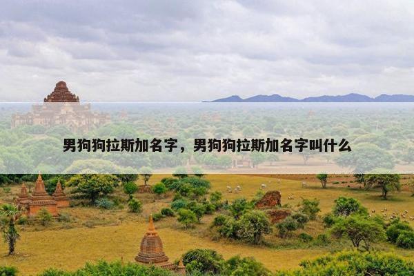 男狗狗拉斯加名字，男狗狗拉斯加名字叫什么