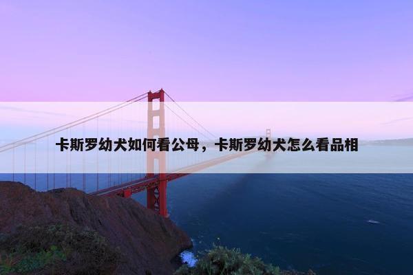卡斯罗幼犬如何看公母，卡斯罗幼犬怎么看品相