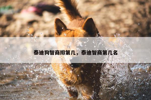 泰迪狗智商排第几，泰迪智商第几名