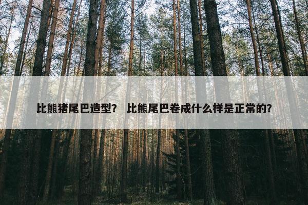 比熊猪尾巴造型？ 比熊尾巴卷成什么样是正常的？