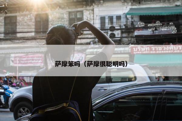萨摩笨吗（萨摩很聪明吗）
