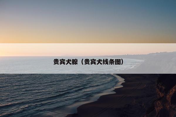 贵宾犬腺（贵宾犬线条图）