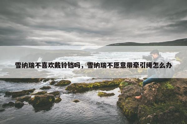 雪纳瑞不喜欢戴铃铛吗，雪纳瑞不愿意带牵引绳怎么办