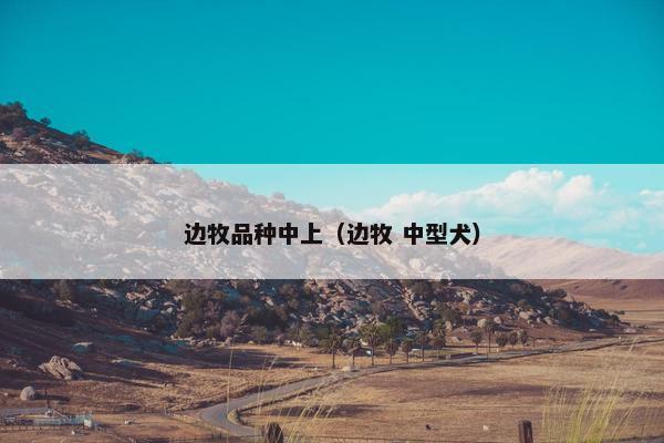 边牧品种中上（边牧 中型犬）