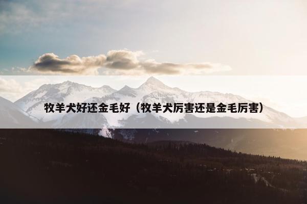 牧羊犬好还金毛好（牧羊犬厉害还是金毛厉害）