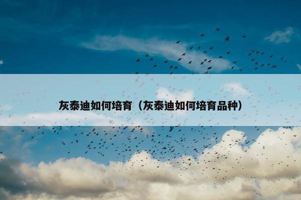 灰泰迪如何培育（灰泰迪如何培育品种）