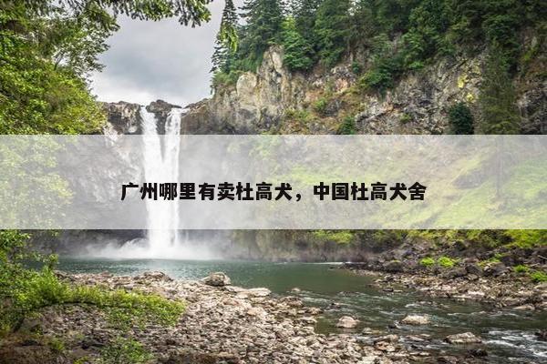 广州哪里有卖杜高犬，中国杜高犬舍