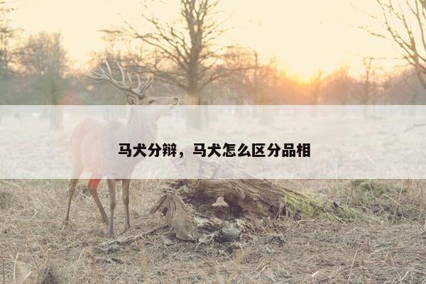 马犬分辩，马犬怎么区分品相