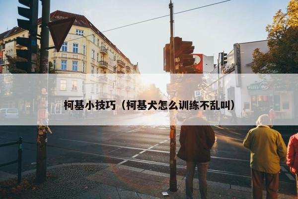 柯基小技巧（柯基犬怎么训练不乱叫）