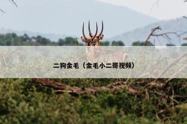 二狗金毛（金毛小二哥视频）