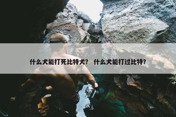 什么犬能打死比特犬？ 什么犬能打过比特？
