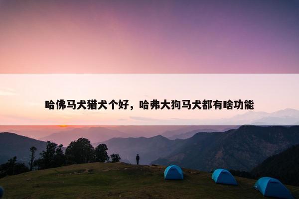 哈佛马犬猎犬个好，哈弗大狗马犬都有啥功能