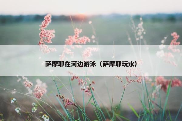 萨摩耶在河边游泳（萨摩耶玩水）