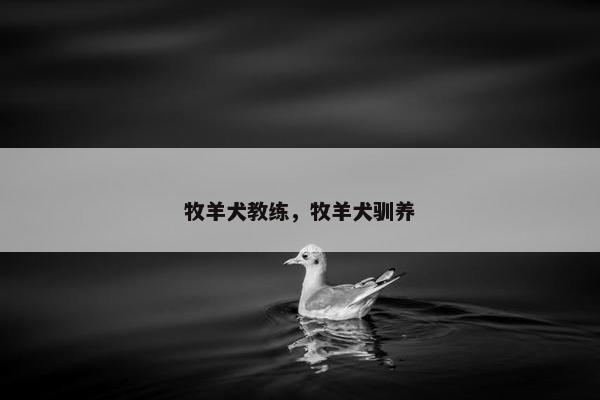 牧羊犬教练，牧羊犬驯养