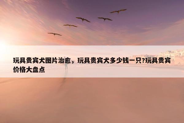 玩具贵宾犬图片治愈，玩具贵宾犬多少钱一只?玩具贵宾价格大盘点