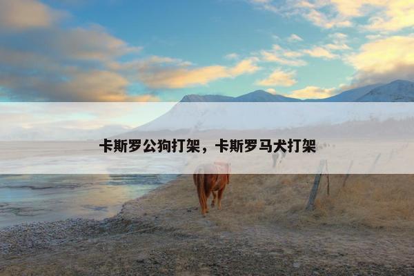 卡斯罗公狗打架，卡斯罗马犬打架