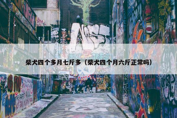 柴犬 第8页