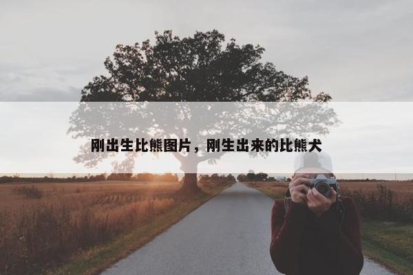 刚出生比熊图片，刚生出来的比熊犬